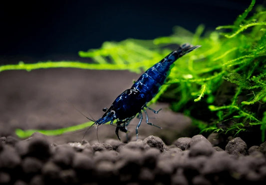 Blue Diamond Shrimp