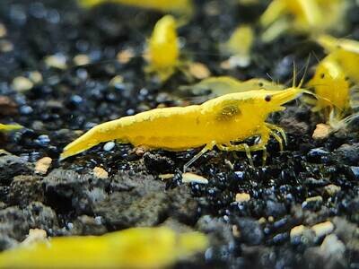 Yellow Back Shrimp