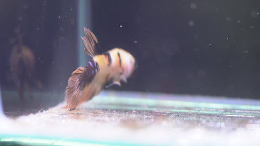 Yellow Koi Multicolor Betta MC177