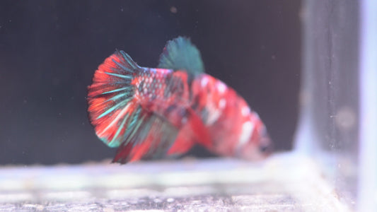 Multicolor Betta MC155