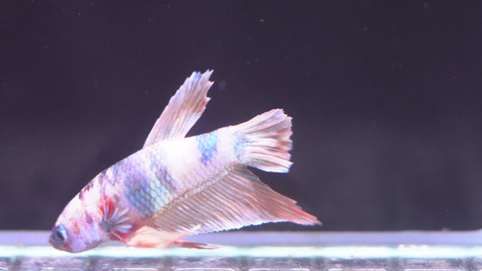 Multicolor Betta MC199