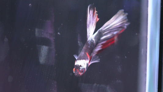 Red Koi Halfmoon Betta RKHM174