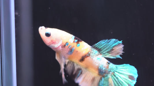 Yellow Koi Multicolor Betta YKMC188